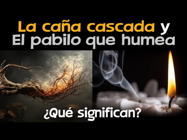 caña quebrada en la biblia