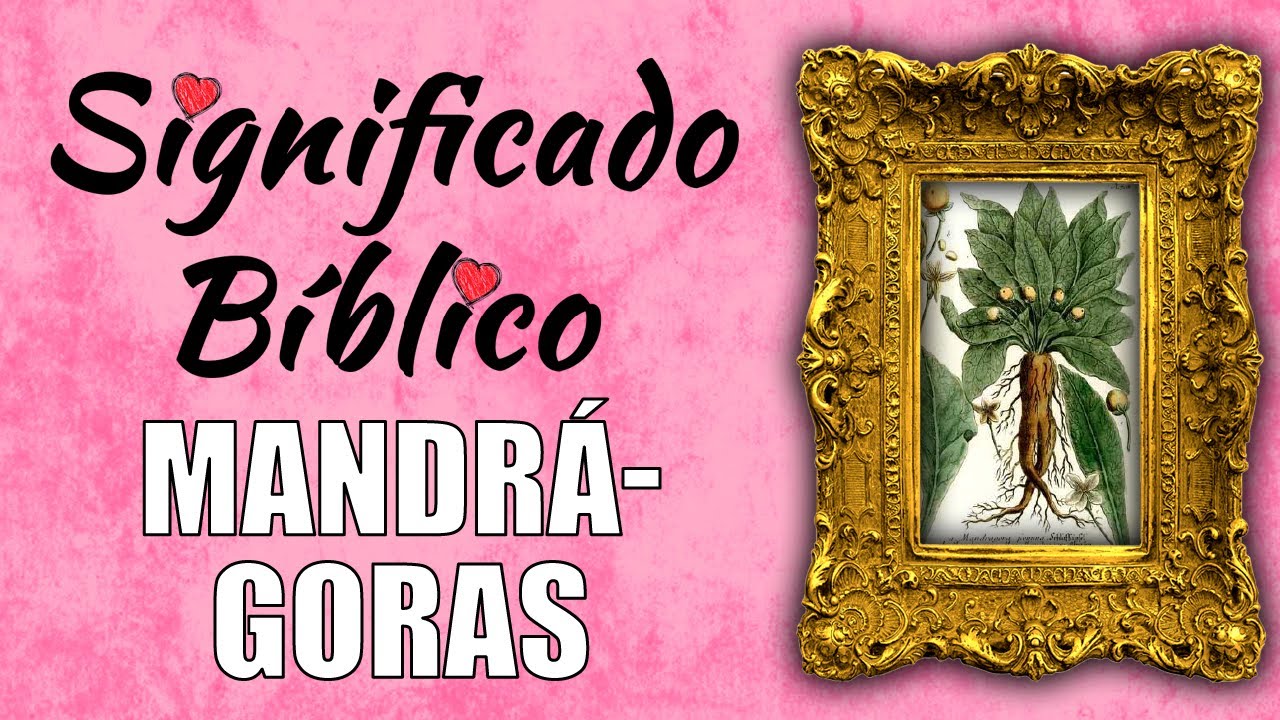 que es mandragoras en la biblia