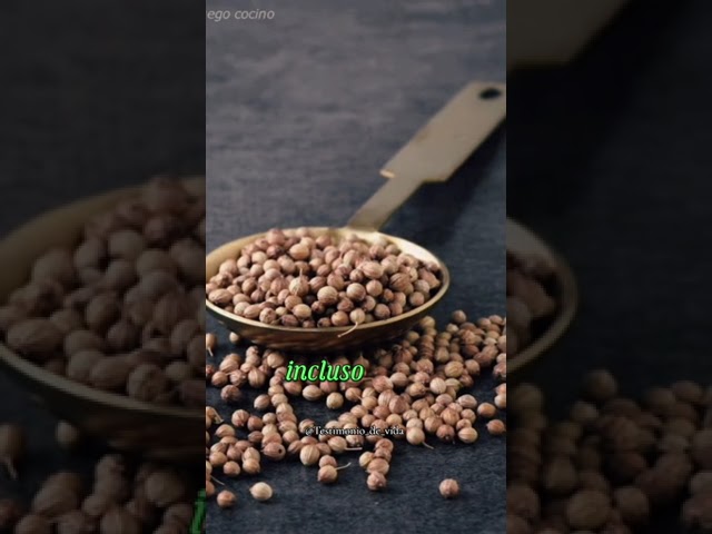 que significa el grano de mostaza en la biblia