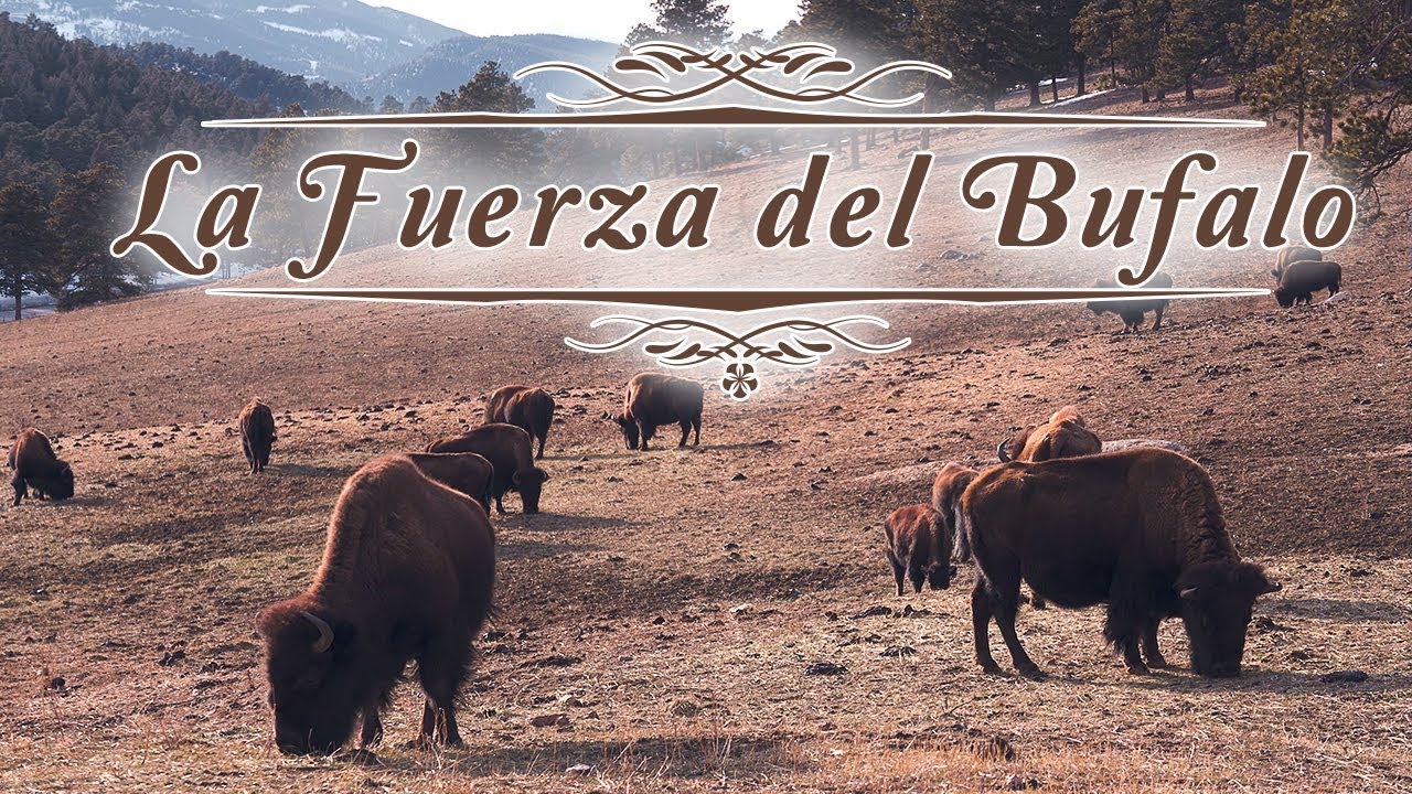 caracteristicas del bufalo en la biblia