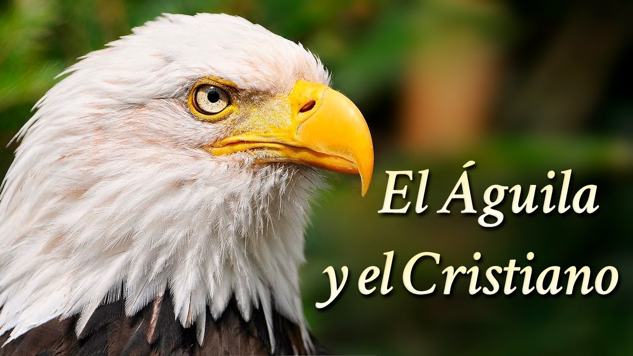 el aguila y la biblia
