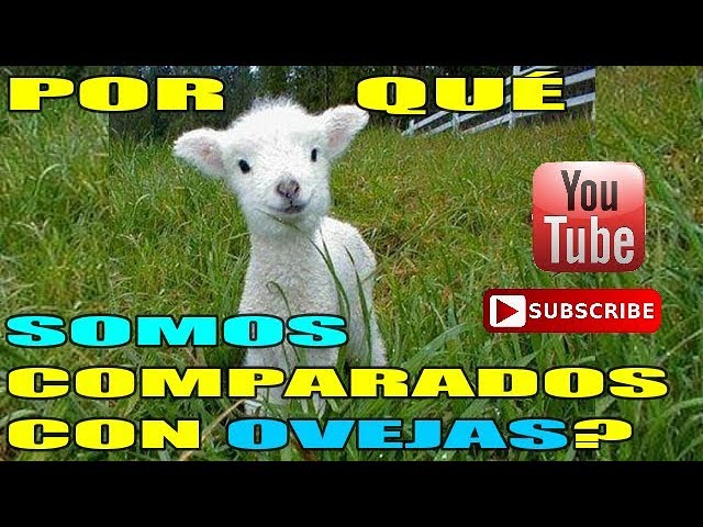 cuidado de las ovejas segun la biblia