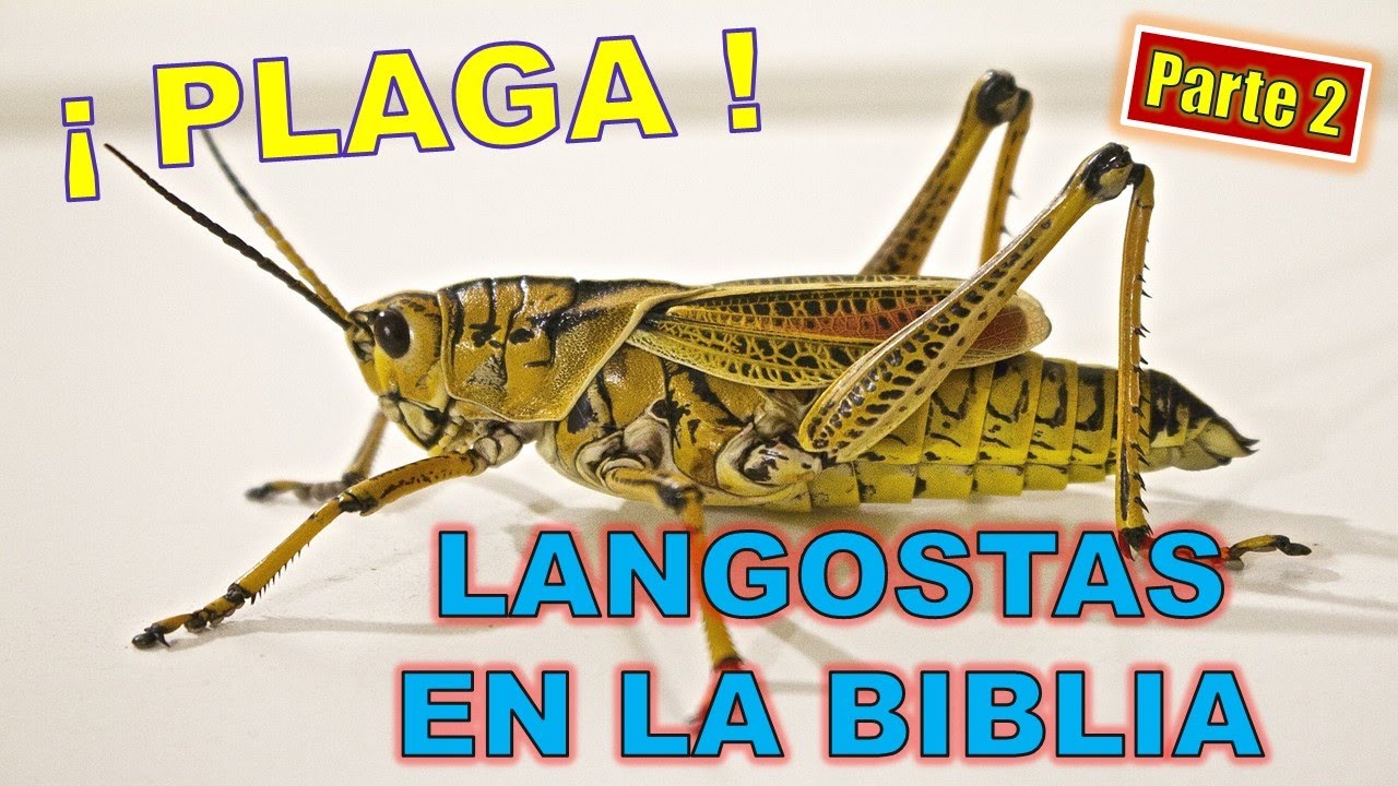 plaga de langostas segun la biblia