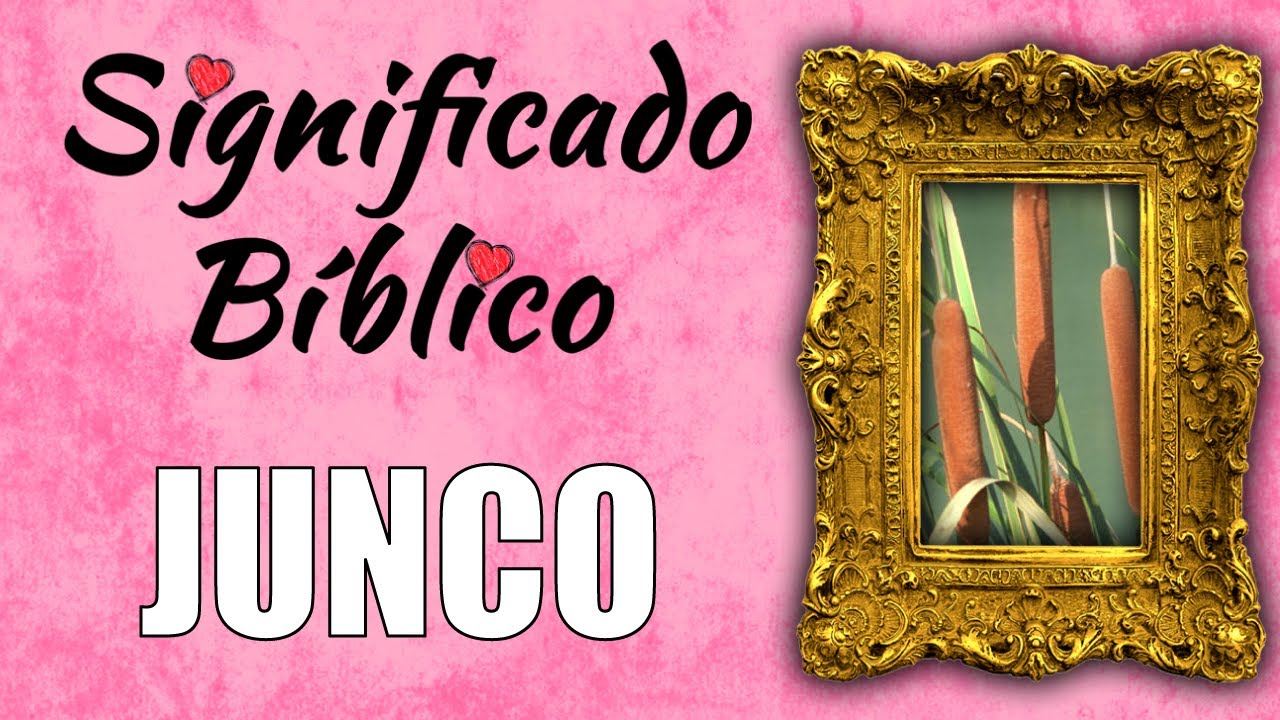 que significa junco en la biblia