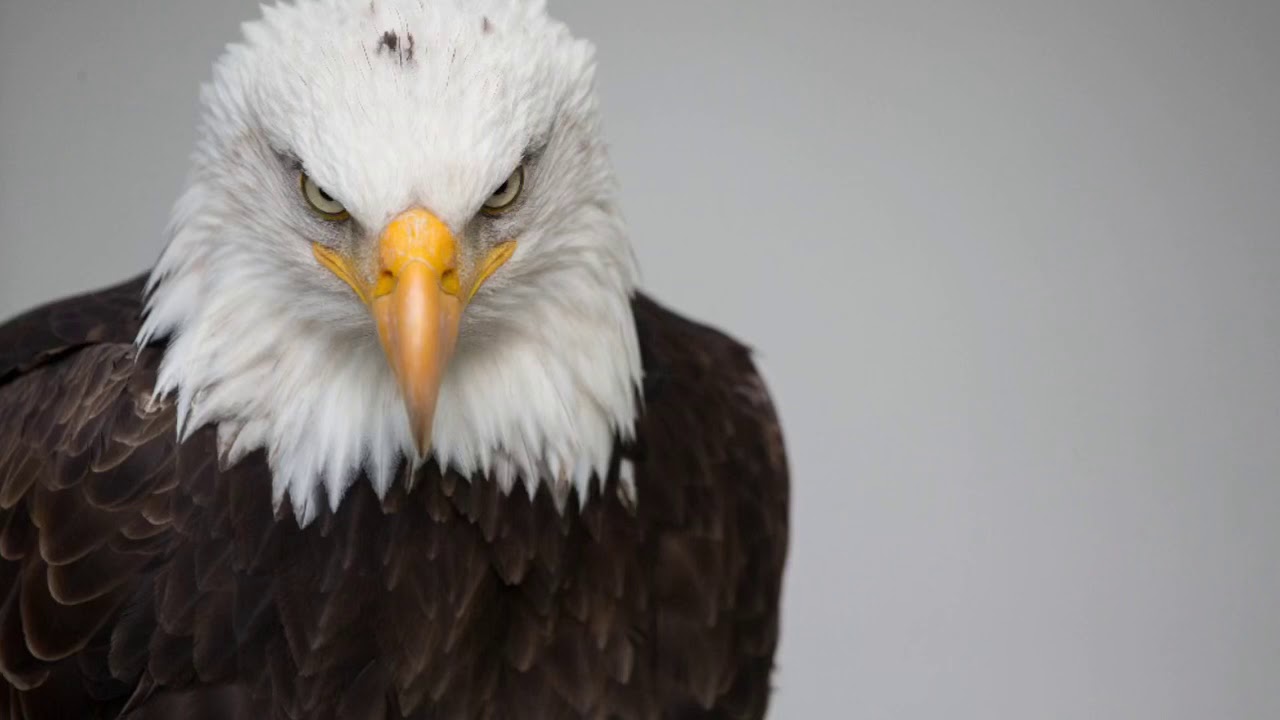 rejuvenecer como las aguilas en la biblia