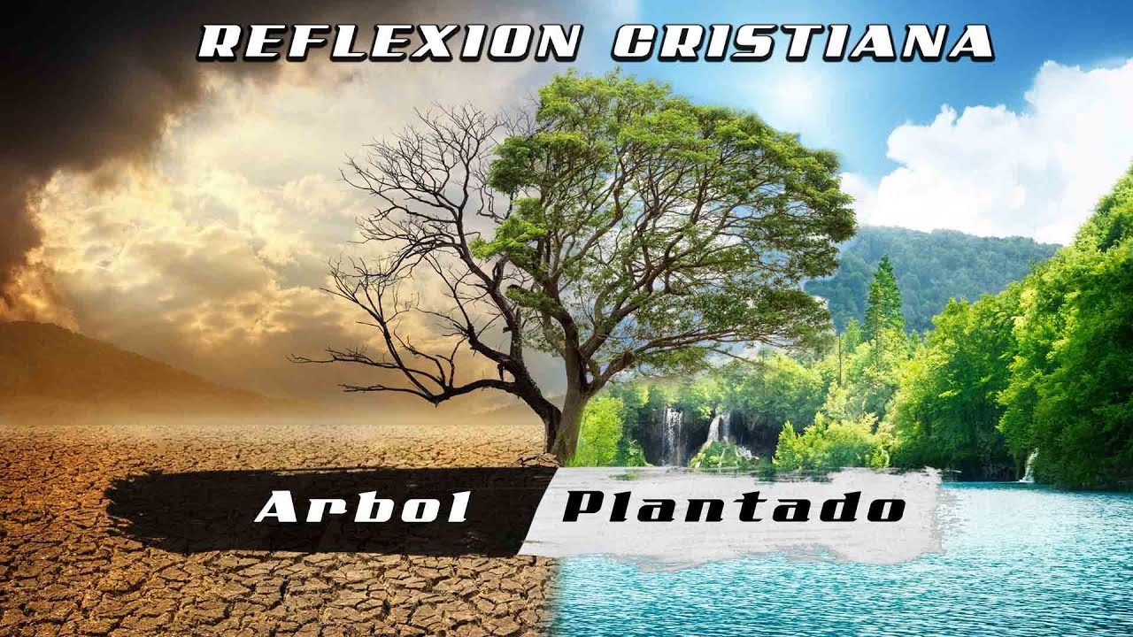 sera como arbol plantado junto a corrientes de agua biblia