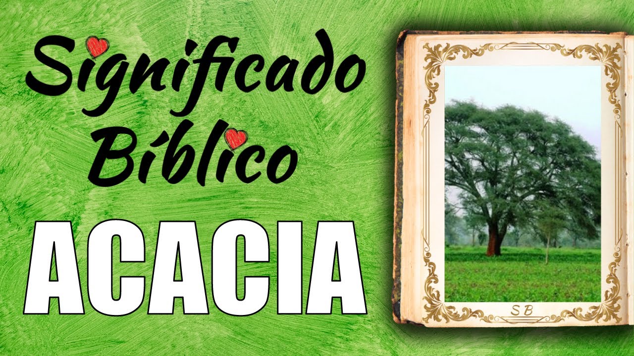 madera de acacia en la biblia