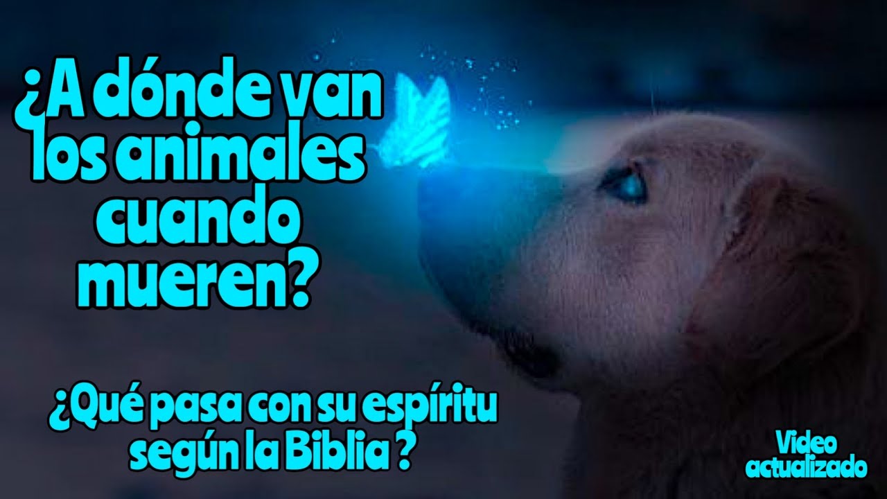 que dice la biblia sobre la muerte de los animales